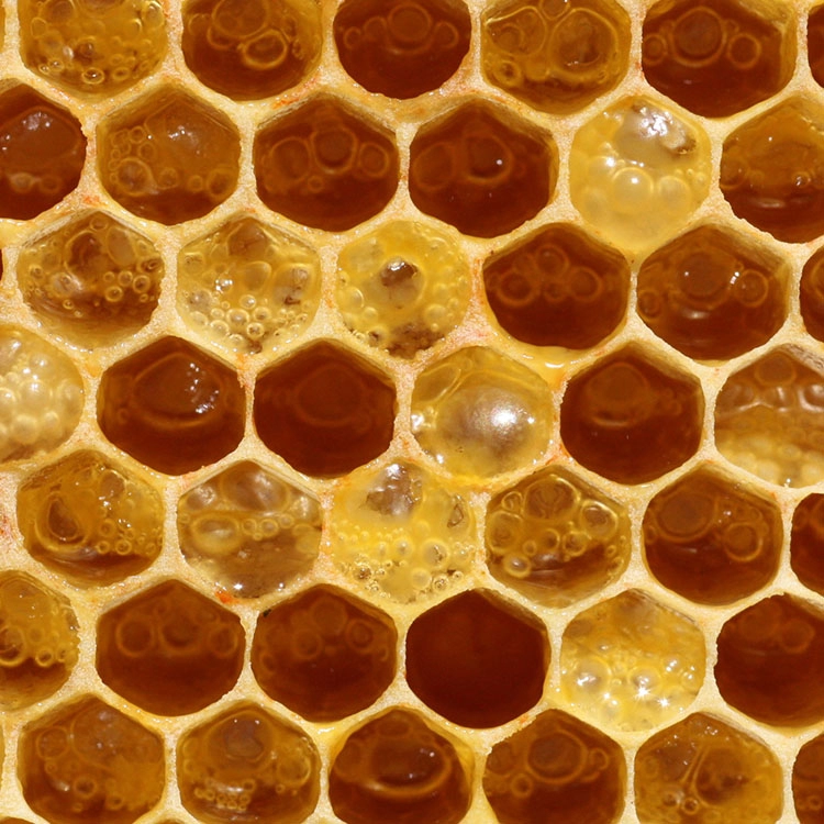 ผู้ค้าส่งน้ำผึ้งบัควีทบริสุทธิ์ 100% ระดับพรีเมียม