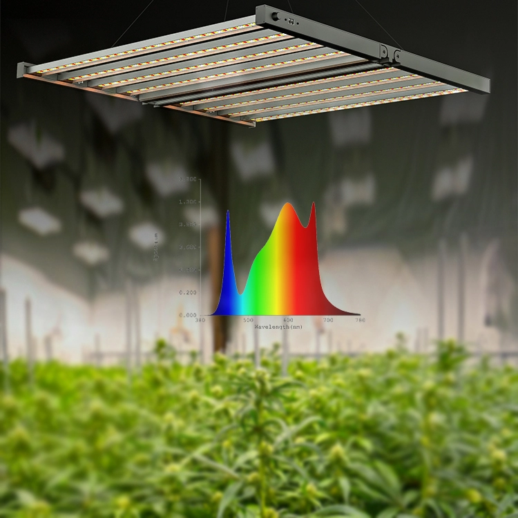 กัญชา 800w ที่ปลูกพืชในร่มทำให้แสงเติบโต